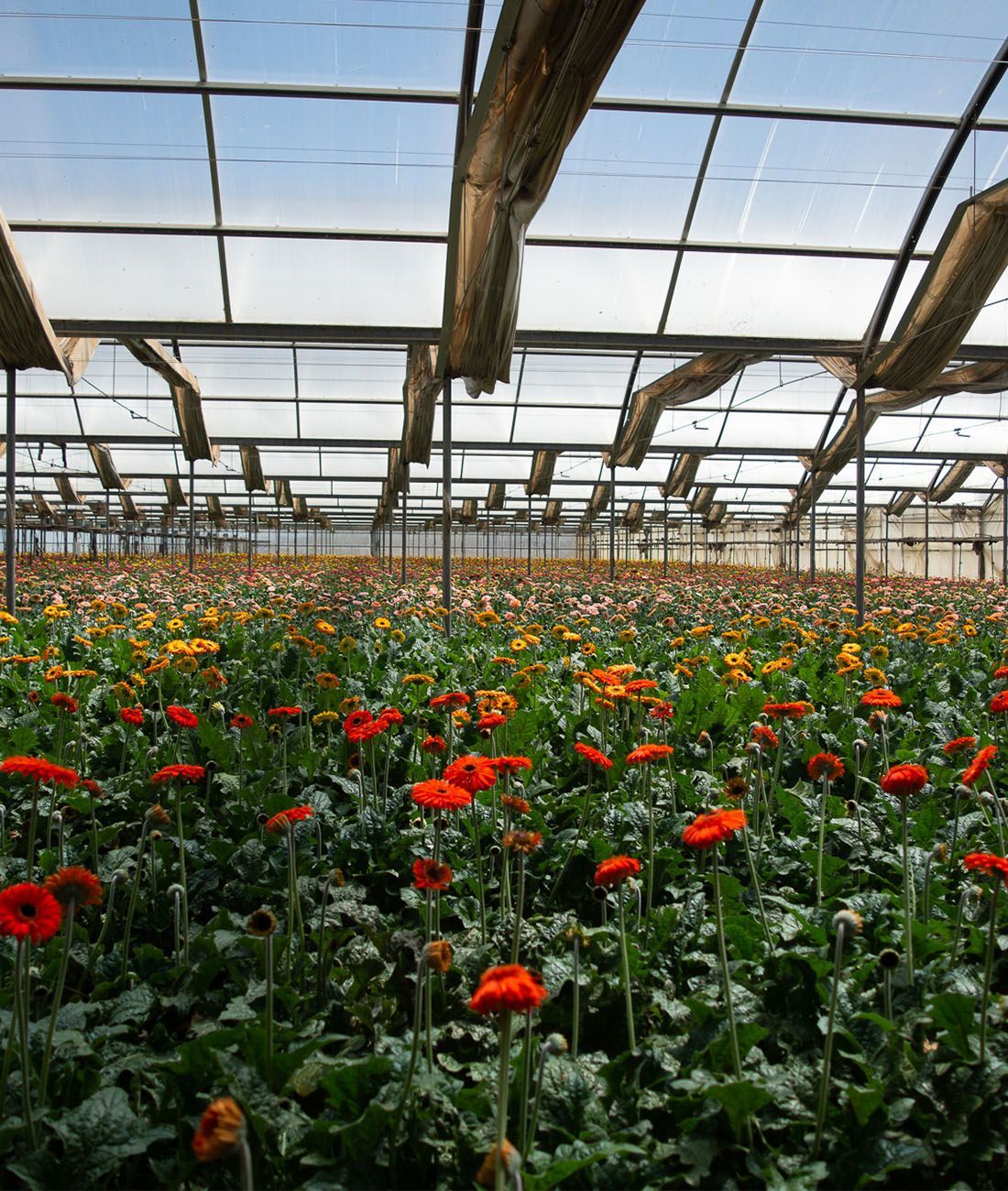 Meet The Grower: Kitayama Brothers Farms thumbnail