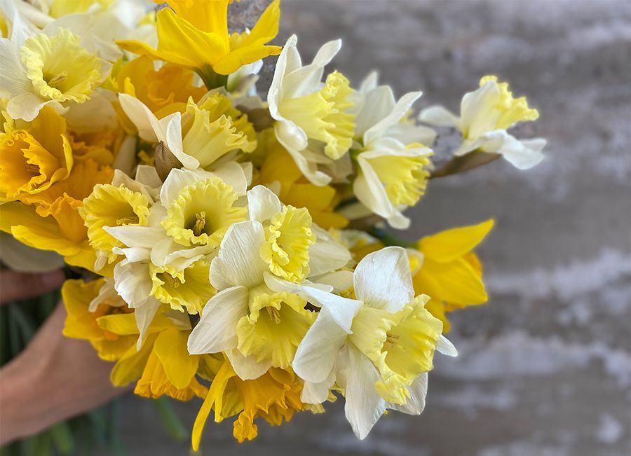 We're Talking Flower Care & Styling For A Farmgirl Fave: Daffodils thumbnail
